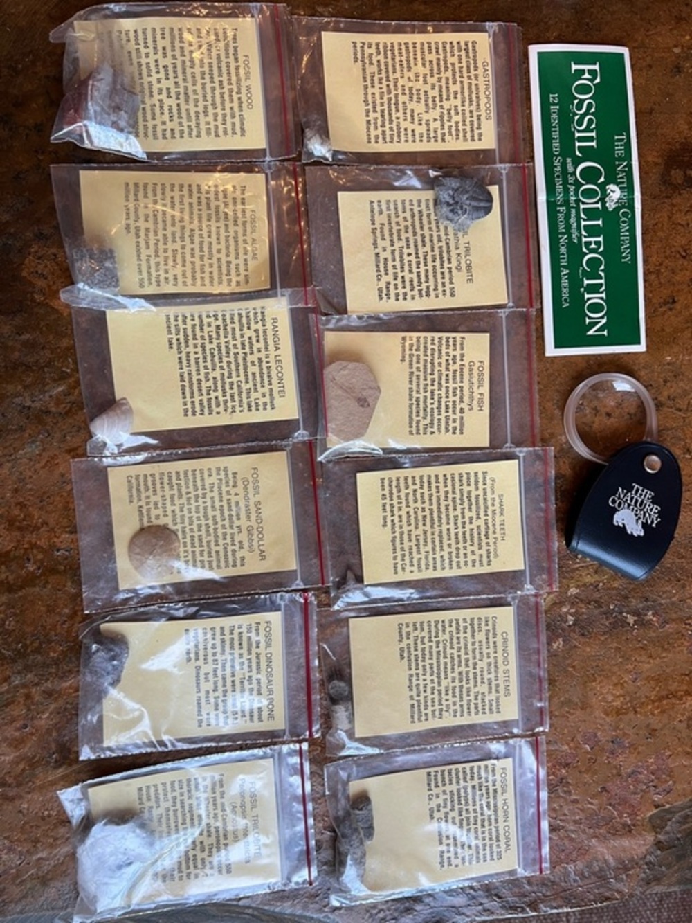 The Nature Company Fossil Collection with 12 Specimens with Information Cards